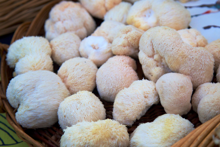 Can Lion’s Mane Really Boost Brain Health and Memory?