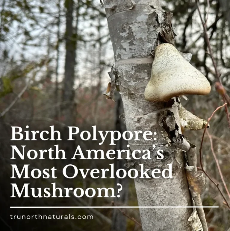 Could Birch Polypore be North America’s Most Overlooked Mushroom?