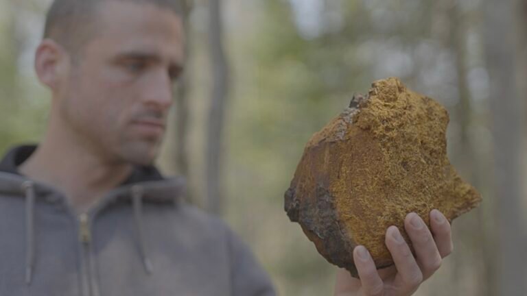 How is TruNorth Naturals Leading the Way in Sustainable Chaga Harvesting?
