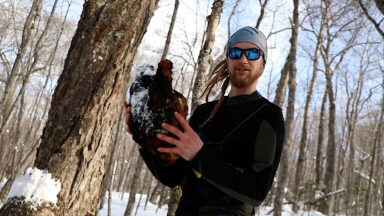 Pioneering Organic Management in Wild-Harvested Fungi