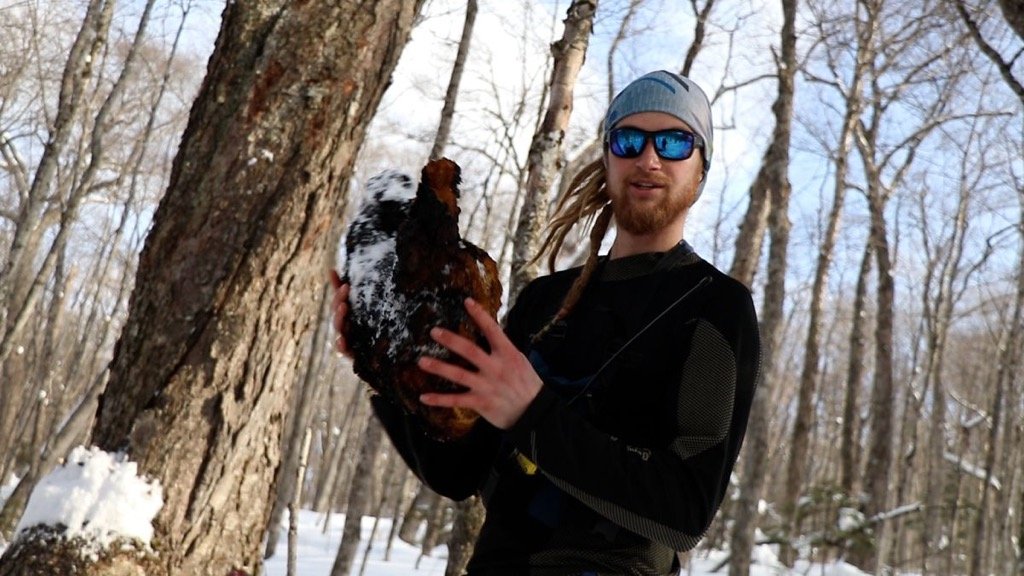 Pioneering Organic Management in Wild-Harvested Fungi