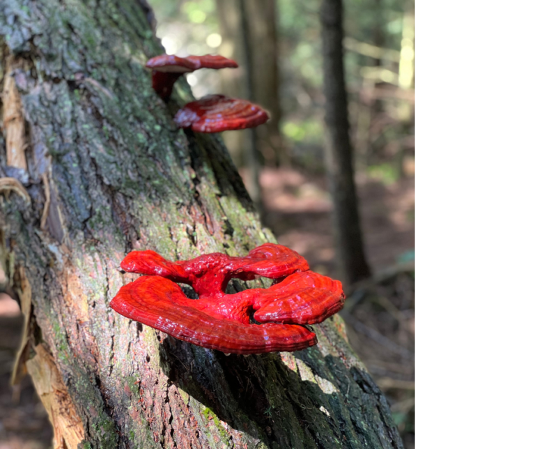 Reishi Health Benefits