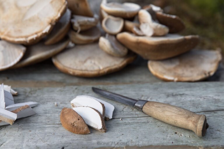 Indoor Cultivation of Piptoporus Betulinus: A New Frontier in Mushroom Research