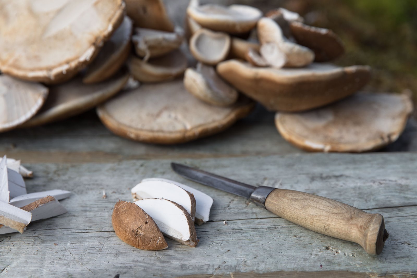 Indoor Cultivation of Piptoporus betulinus: A New Frontier in Mushroom Research