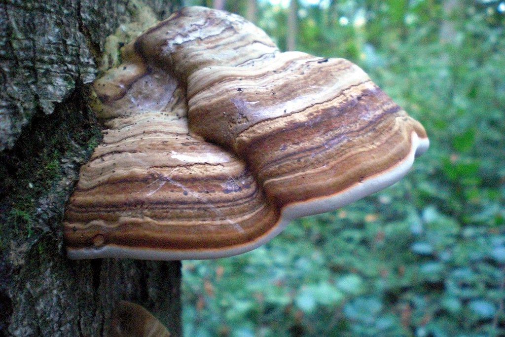 Hoof Conk/Fungus