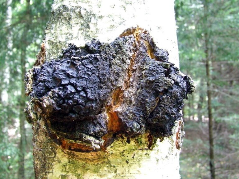 Inotodiol from Chaga: A Potent Compound with Antitumor Potential