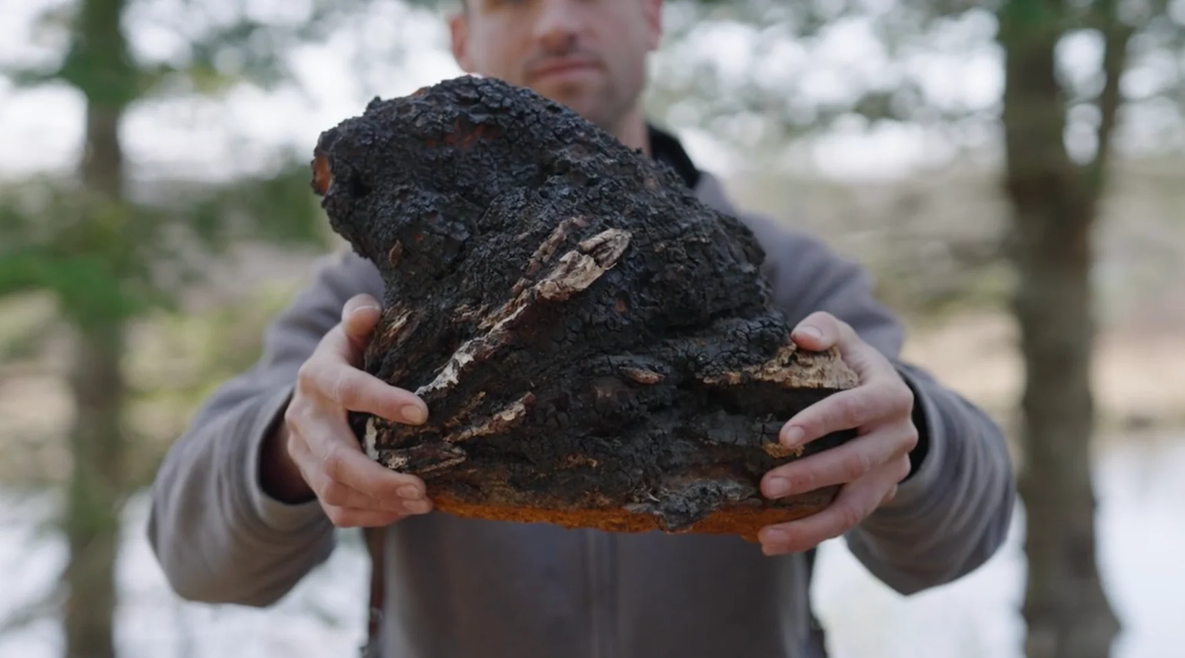 Why Wild Chaga is Medicinally Superior: A Closer Look at Sterol Composition in Inonotus obliquus