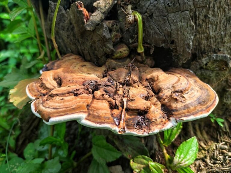 Artist’s Conk (Ganoderma Applanatum) Health Benefits