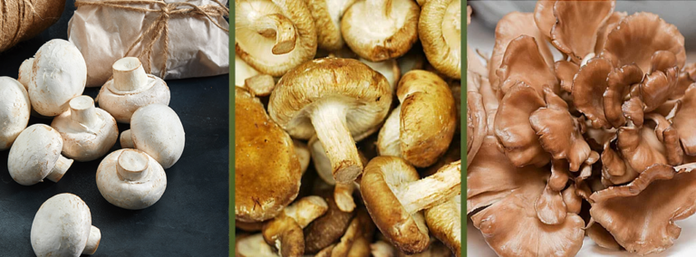 Edible Mushrooms Show Promising Antitumor Effects When Taken Orally