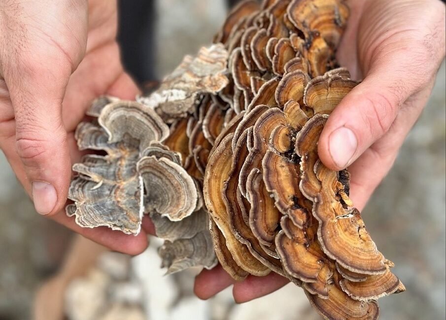 Turkey Tail Health Benefits
