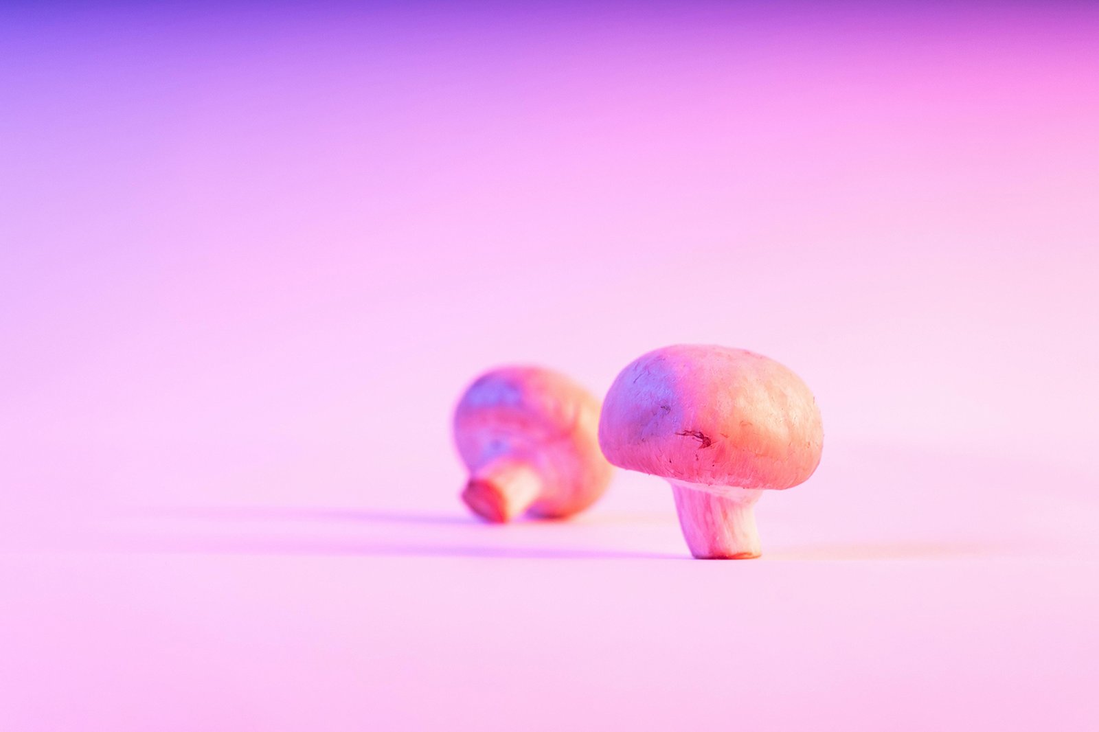 Ensuring Quality, Purity, and Efficacy: How TruNorth Naturals Verifies Fungi-Derived Products