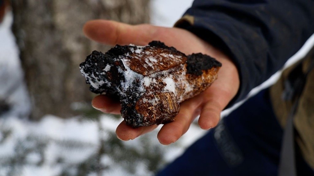 Chaga Chunk Tru North Naturals