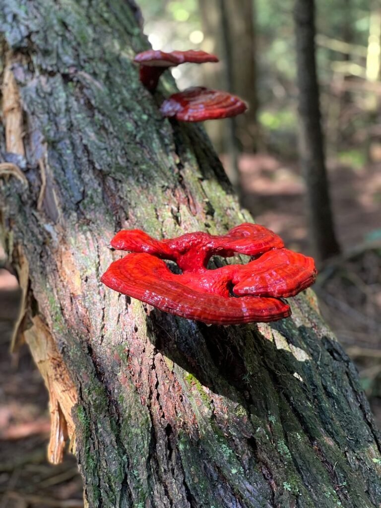 Beyond Chaga: A Universal Truth for Wild Fungi